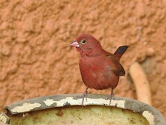 Lagonosticta senegala