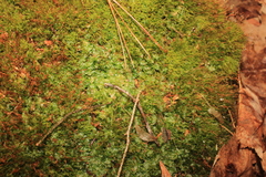 Pallavicinia lyellii