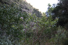Podalyria calyptrata