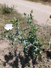 Argemone hunnemannii