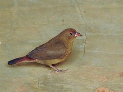 Lagonosticta senegala