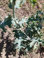 Argemone hunnemannii