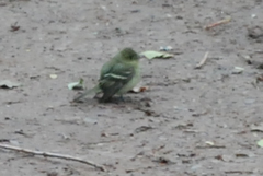 Empidonax flaviventris