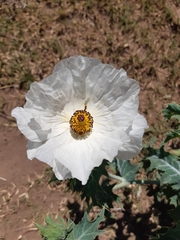 Argemone hunnemannii