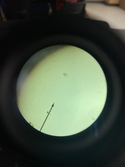 Euglena