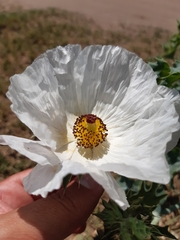 Argemone hunnemannii