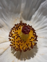 Argemone hunnemannii