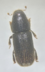 Dendroctonus