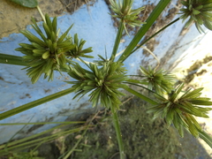 Cyperus