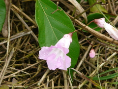 Fridericia