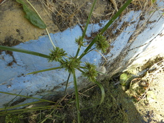 Cyperus