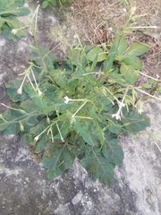 Nicotiana