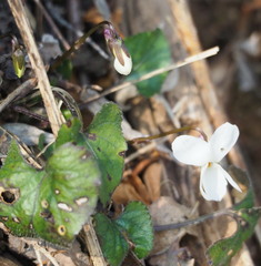 Viola alba