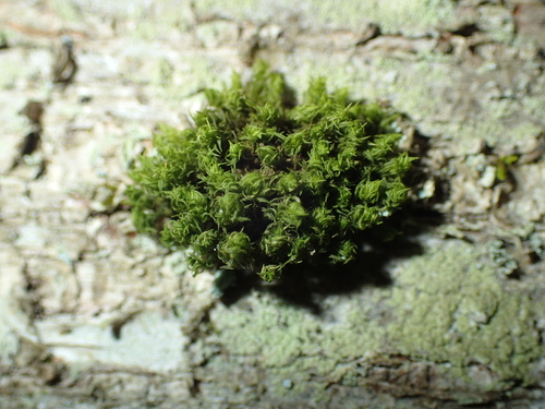 Image of Ulota crispa by (c) John Baur, some rights reserved (CC BY)