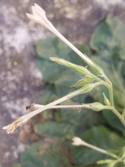 Nicotiana