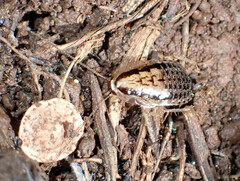 Phyllodromica brullei