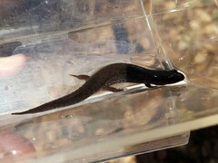 Desmognathus conanti