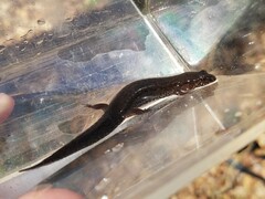 Desmognathus conanti