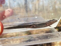 Desmognathus conanti