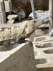 Ctenosaura similis