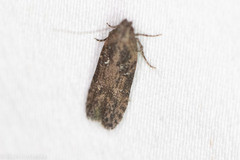 Hypatima