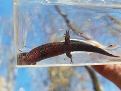 Desmognathus conanti