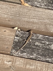 Plestiodon japonicus