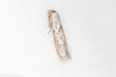 Hypatopa punctiferella