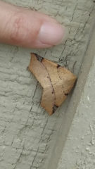 Caripeta triangulata