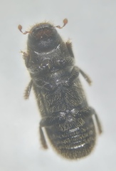 Dendroctonus