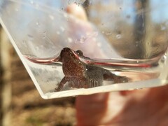 Desmognathus conanti