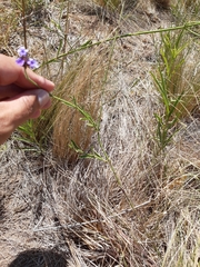 Verbena intermedia