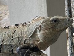 Ctenosaura similis