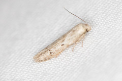 Hypatopa punctiferella