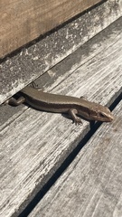 Plestiodon japonicus