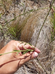 Verbena intermedia