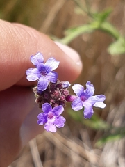 Verbena intermedia