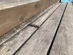 Plestiodon japonicus