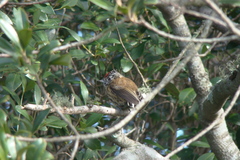 Picumnus nebulosus
