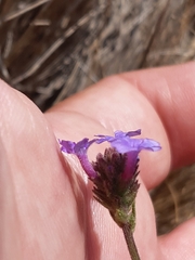 Verbena intermedia