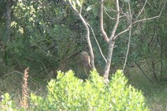 Thamnophilus ruficapillus