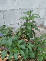 Salvia lavanduloides