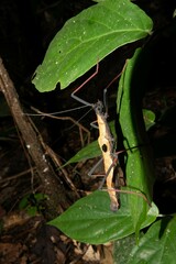Pseudophasma scabriusculum