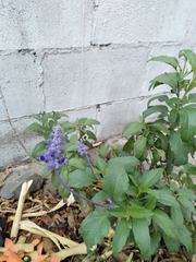 Salvia lavanduloides
