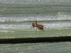 Pheidole navigans