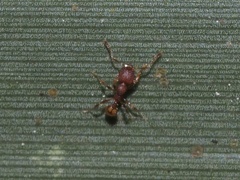 Pheidole navigans