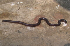 Indotyphlops braminus