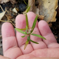 Galium uniflorum