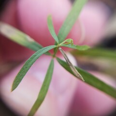 Galium uniflorum