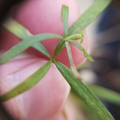 Galium uniflorum